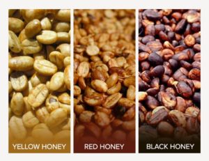 Le résultat du Honey Process, grains non lavés