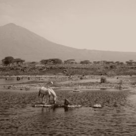 Éthiopie Naturel (Extra-limité) 227gr.